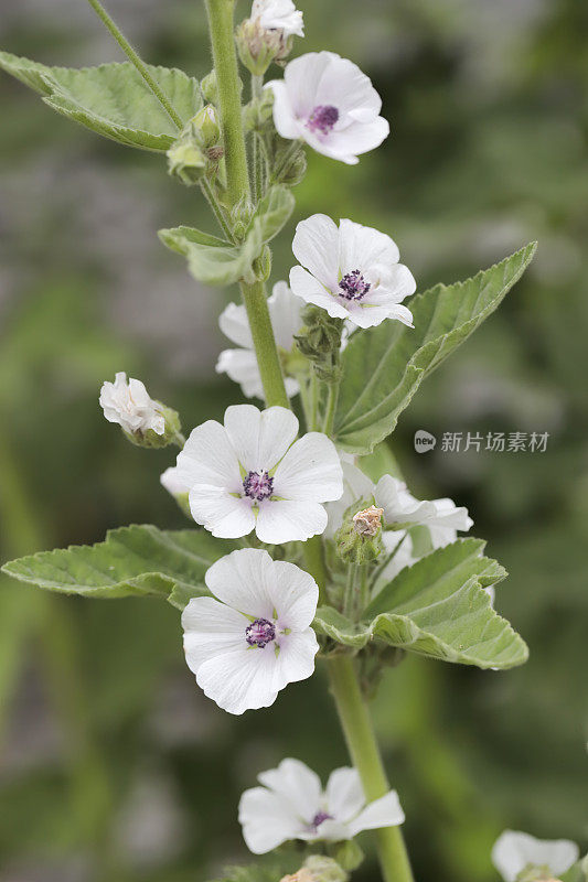 锦葵(Althea officinalis)